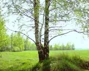 Festival de la musique russe